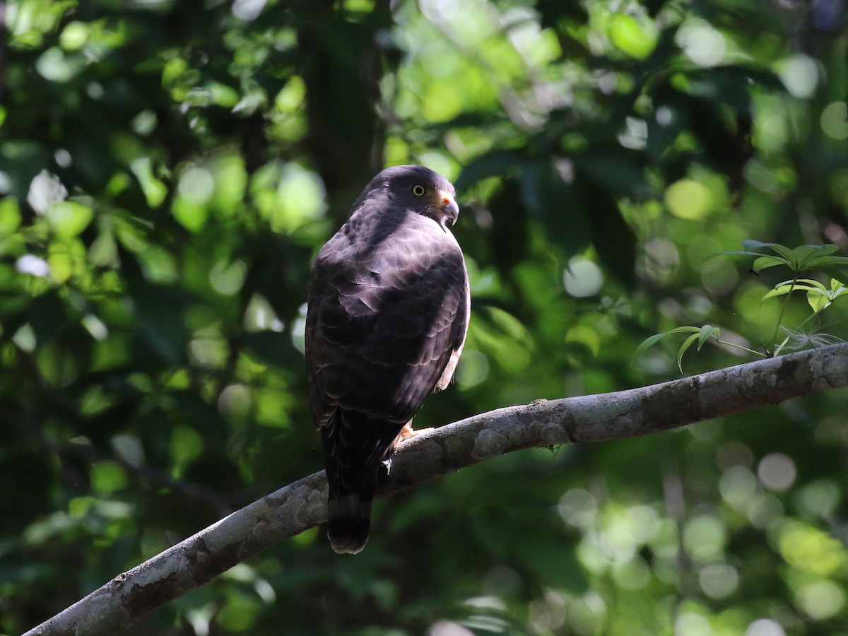 Roadside Hawk - ML659085345