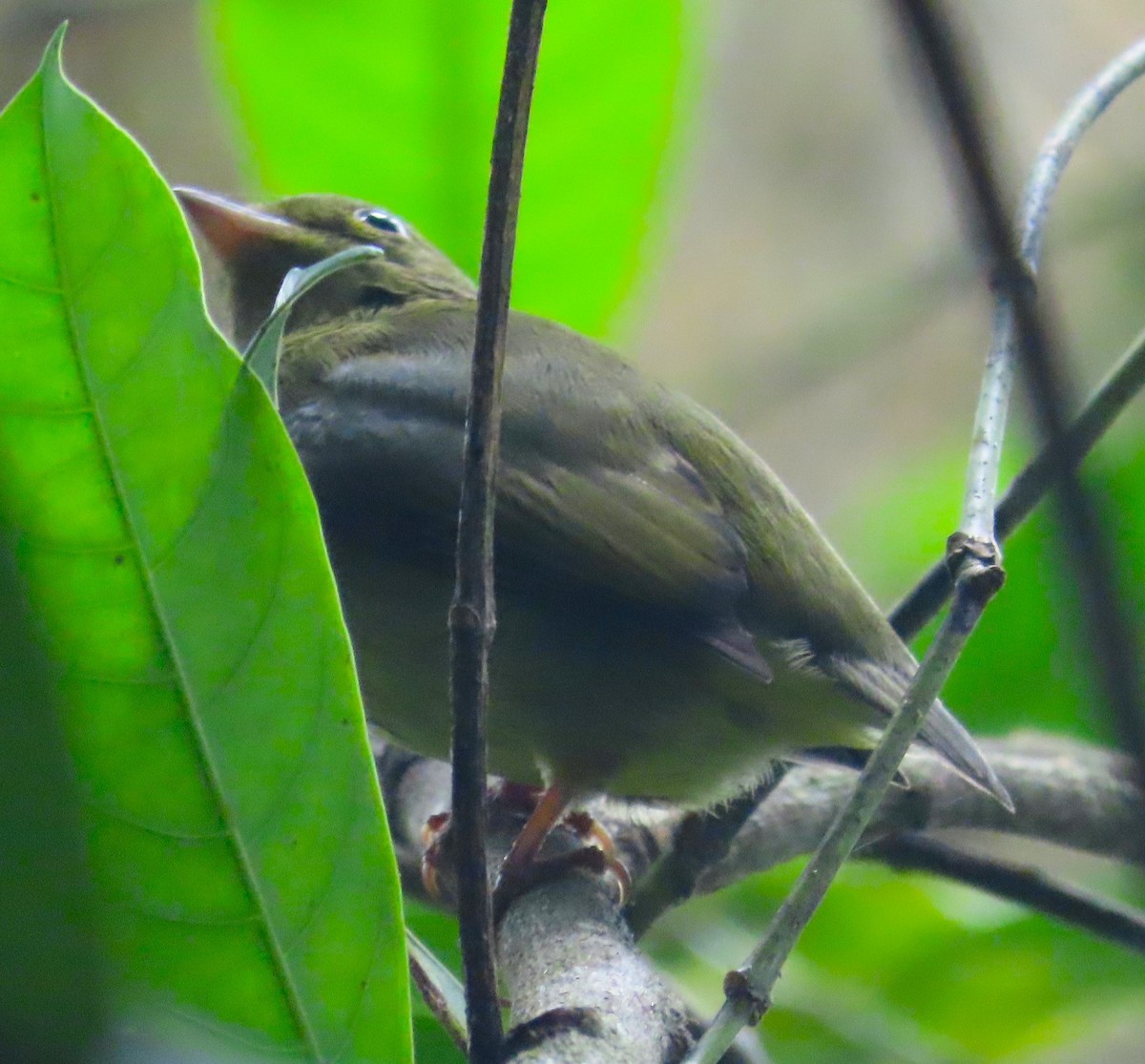 Red-capped Manakin - ML659085356