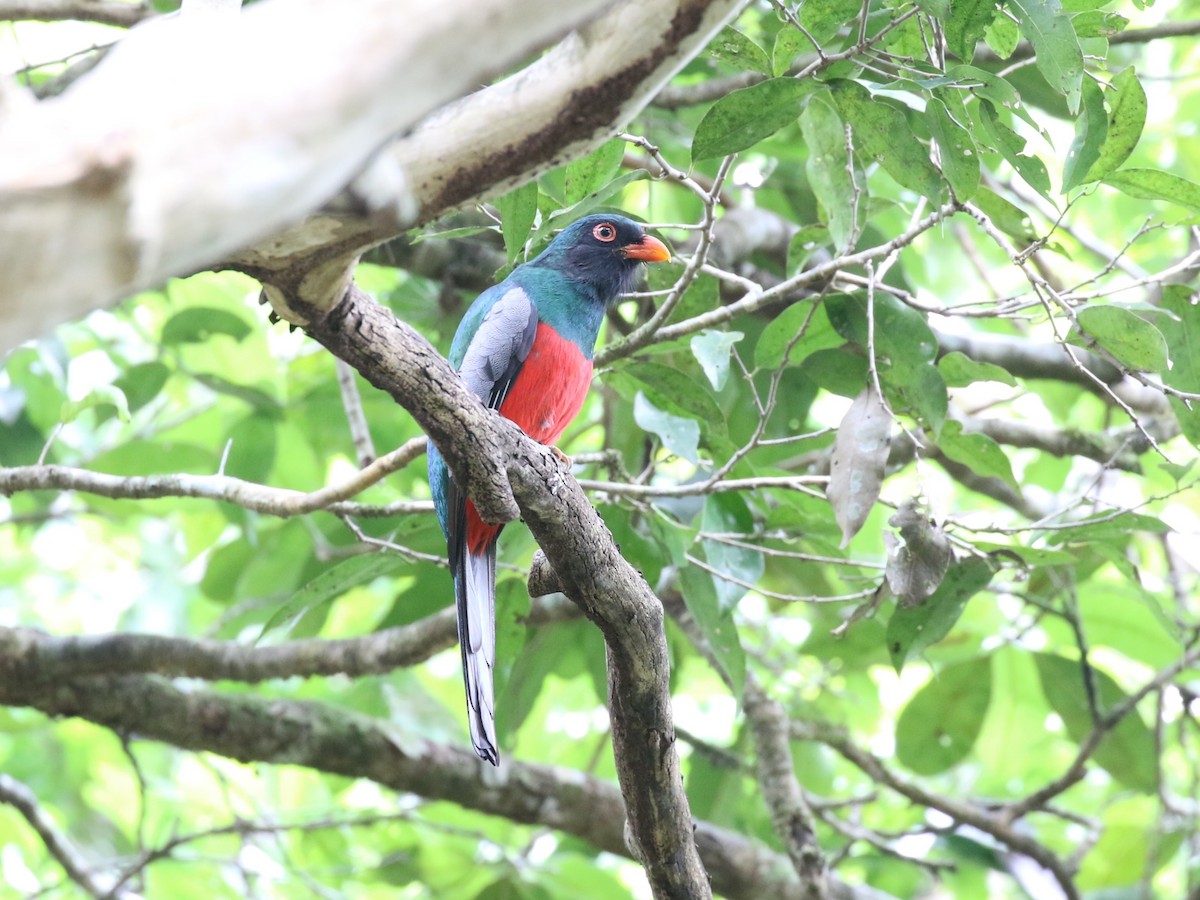 Slaty-tailed Trogon - ML659085359