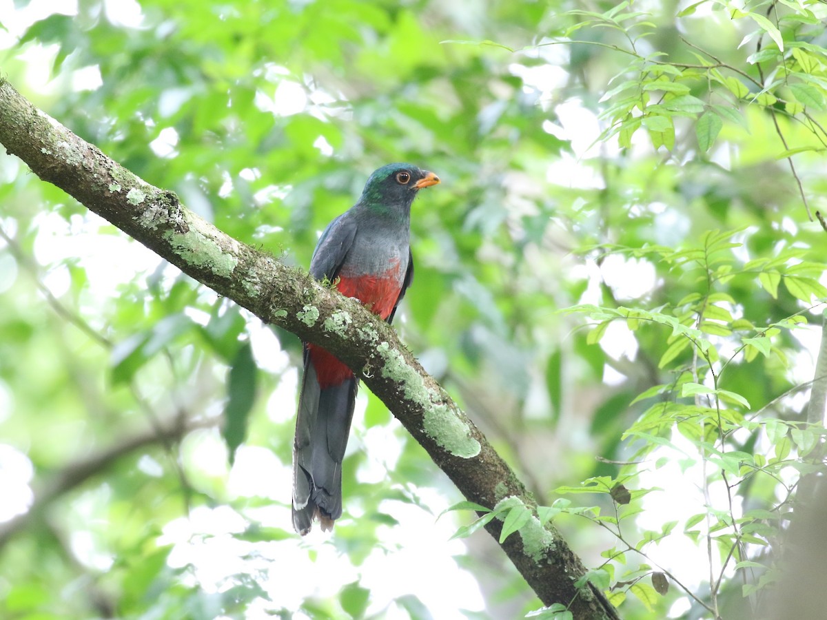 Slaty-tailed Trogon - ML659085360