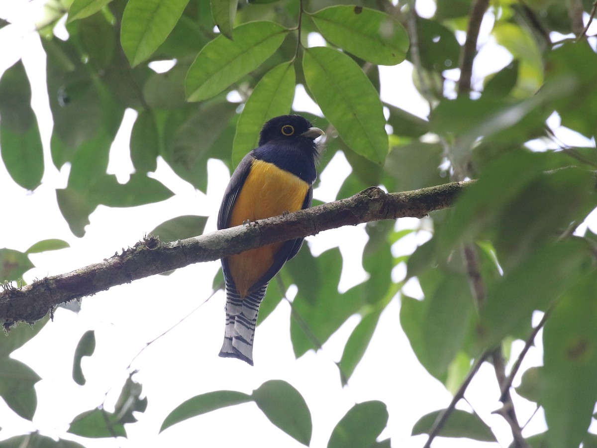 Gartered Violaceous Trogon - ML659085374
