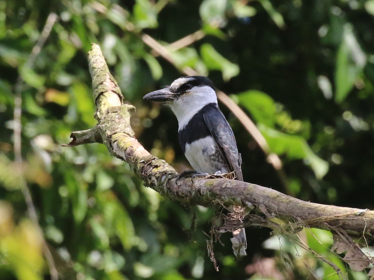 White-necked Puffbird - ML659085389