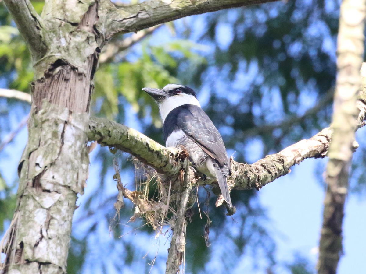White-necked Puffbird - ML659085390