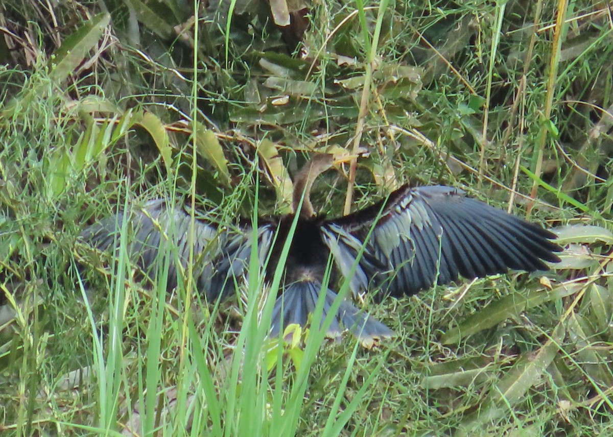 Anhinga - ML659085401