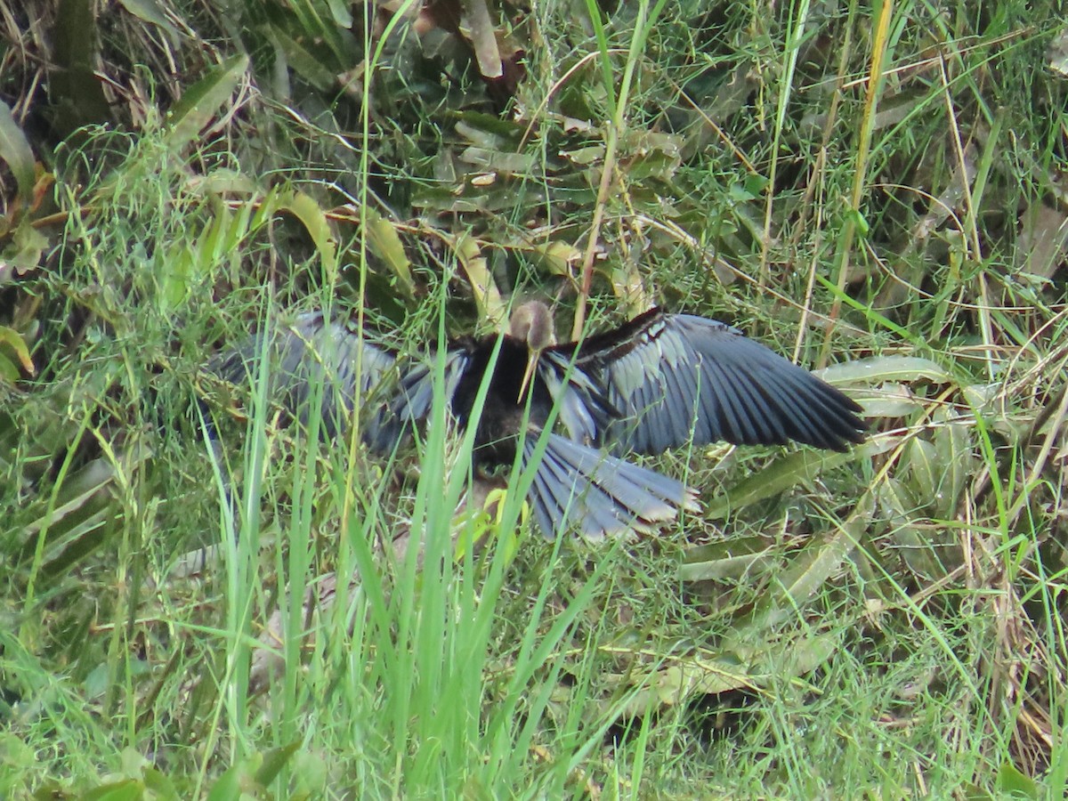 Anhinga - ML659085404