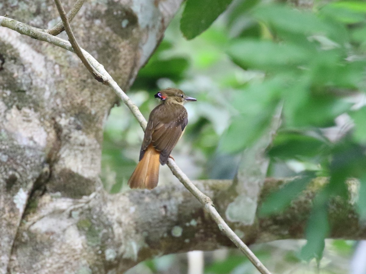 Tropical Royal Flycatcher - ML659085439