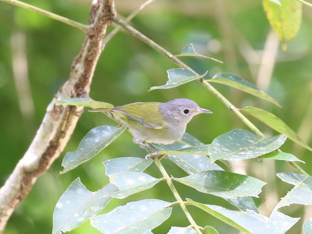 Lesser Greenlet - ML659085454