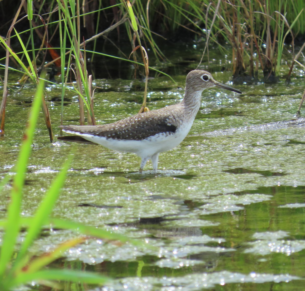 Solitary Sandpiper - ML659085475