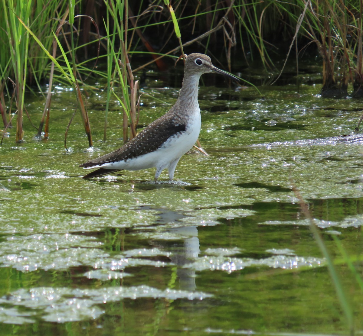 Solitary Sandpiper - ML659085476