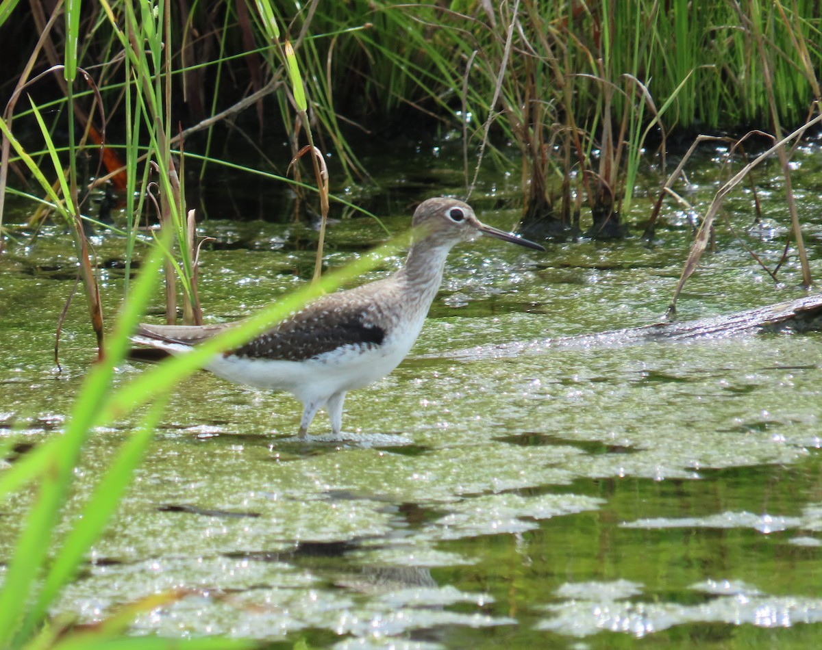 Solitary Sandpiper - ML659085477