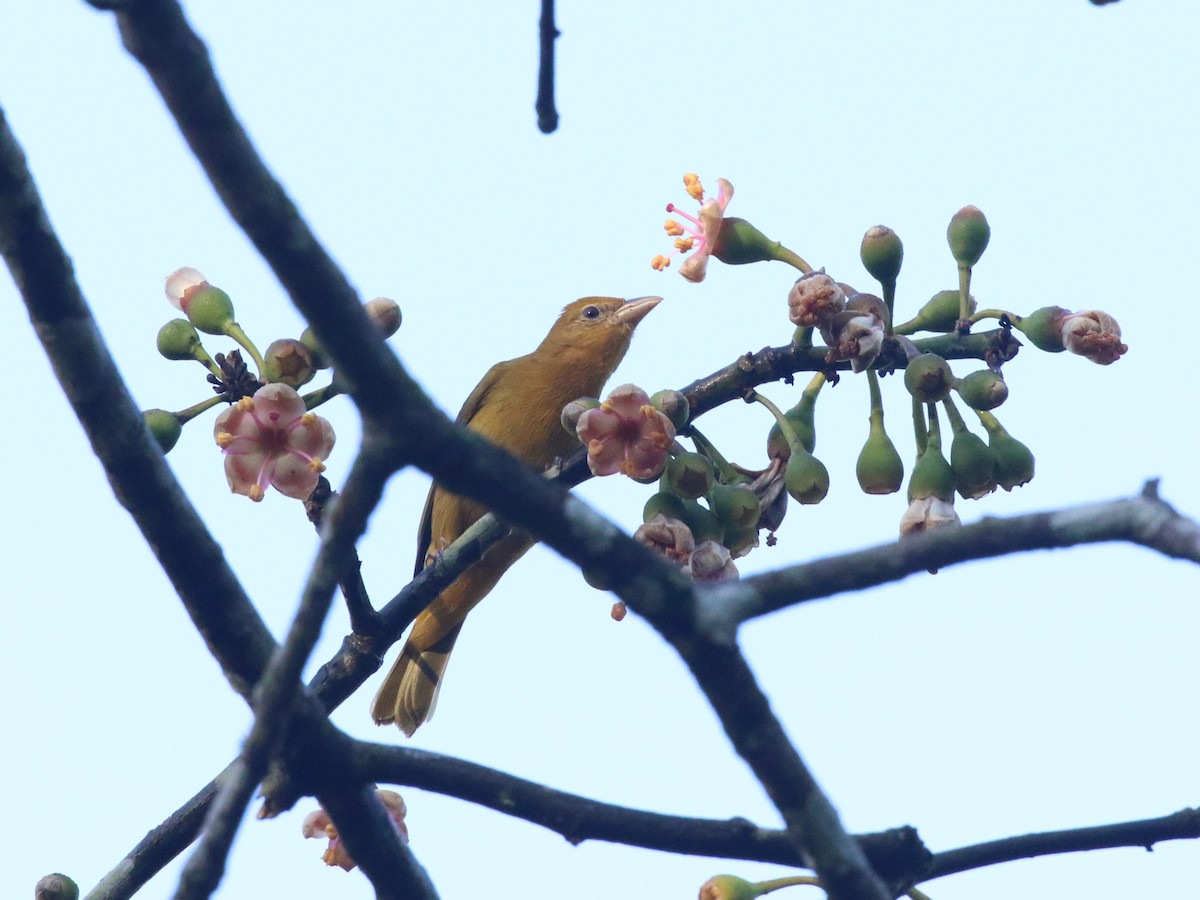Summer Tanager - ML659085488