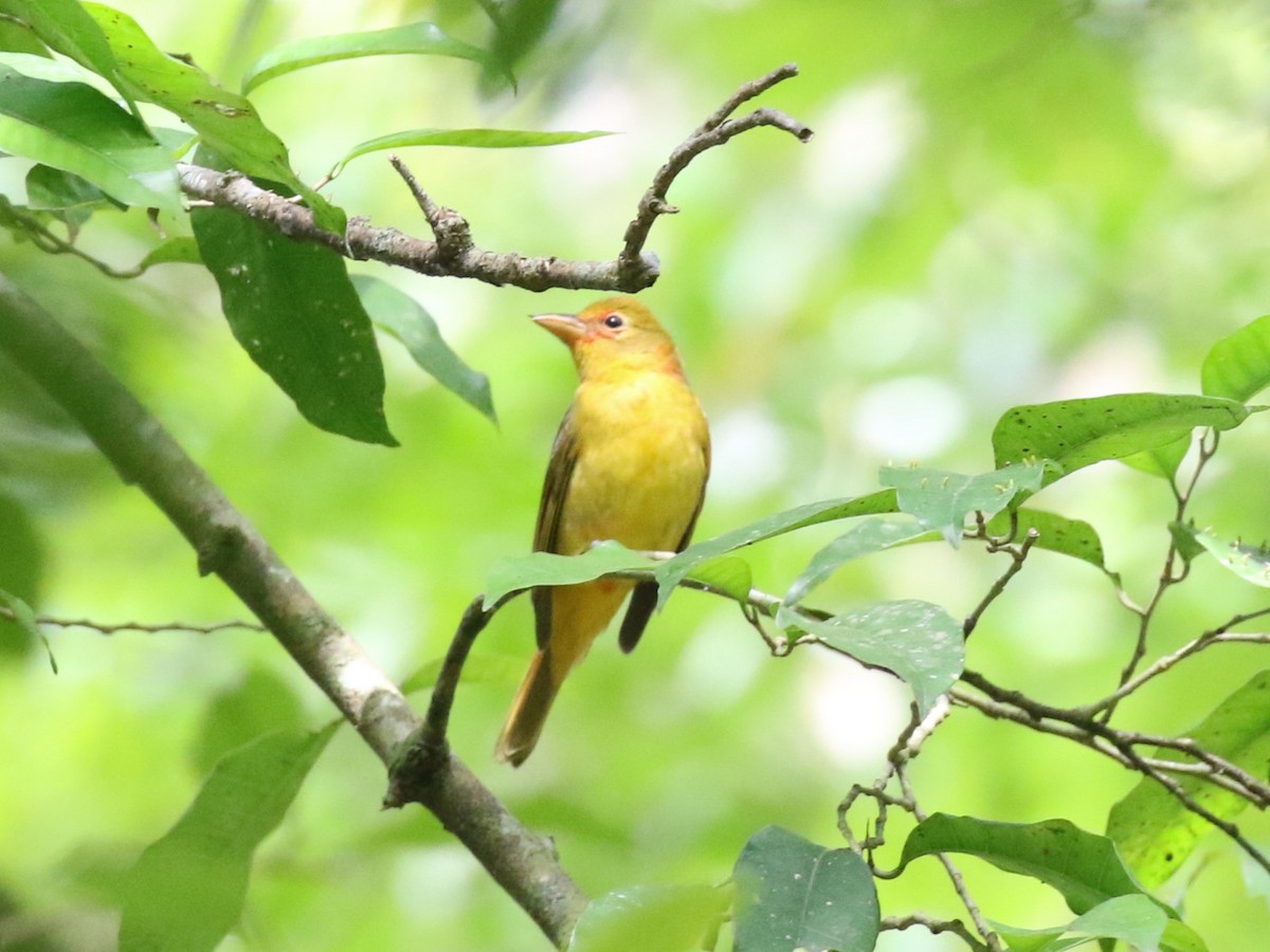 Summer Tanager - ML659085489