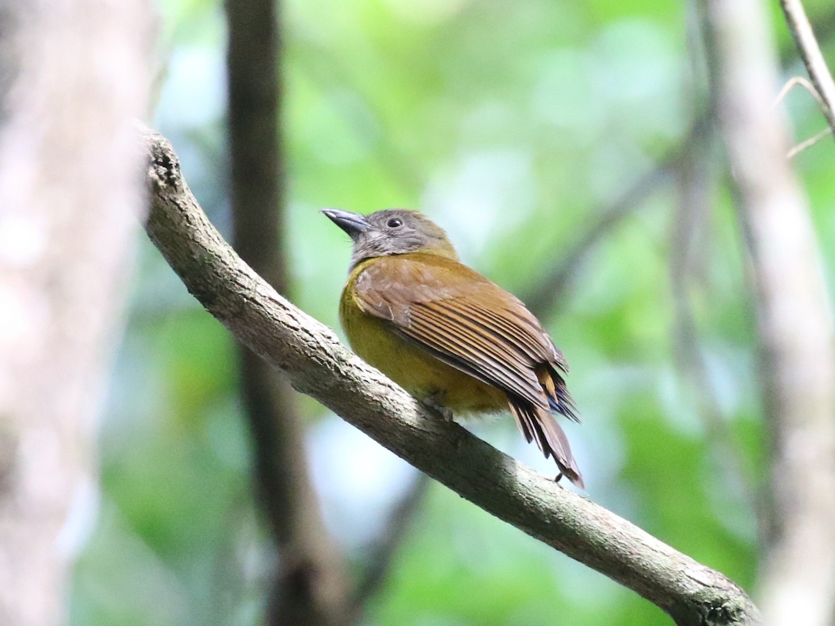 Black-throated Shrike-Tanager - ML659085494