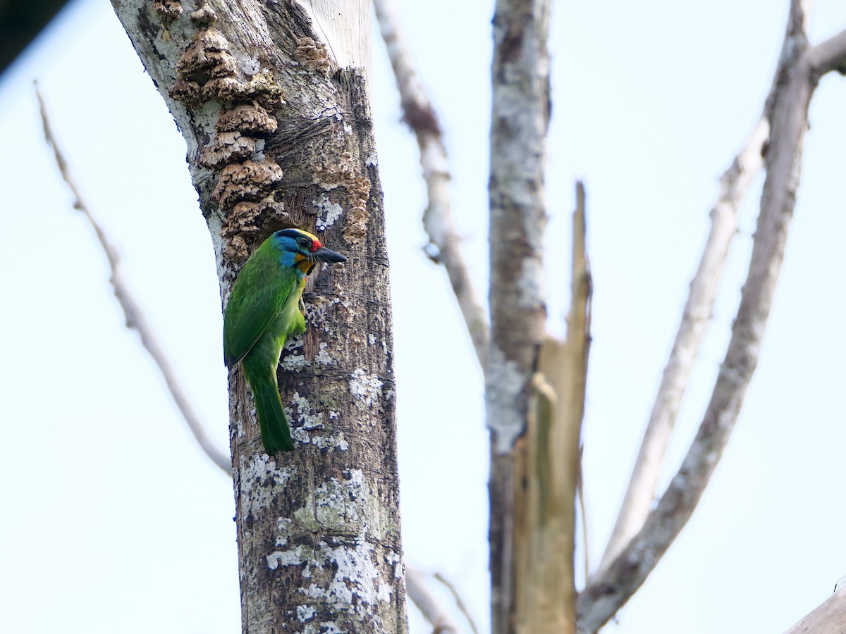 Black-browed Barbet - ML659085515