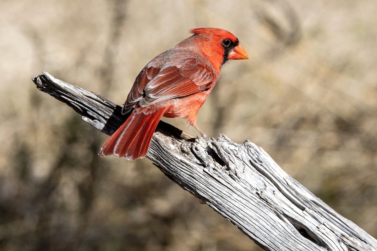 kardinál červený - ML659085695