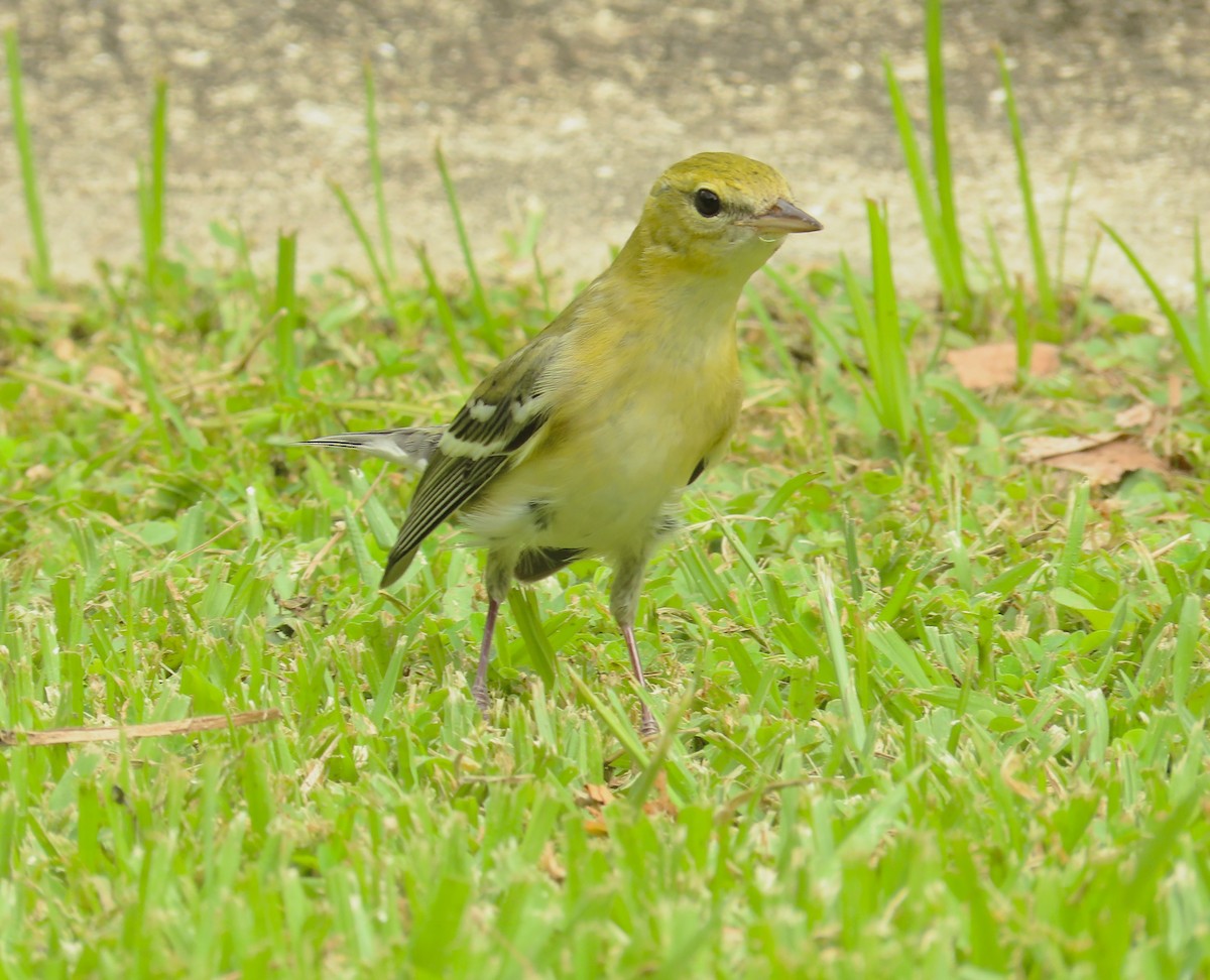 Bay-breasted Warbler - ML659085847