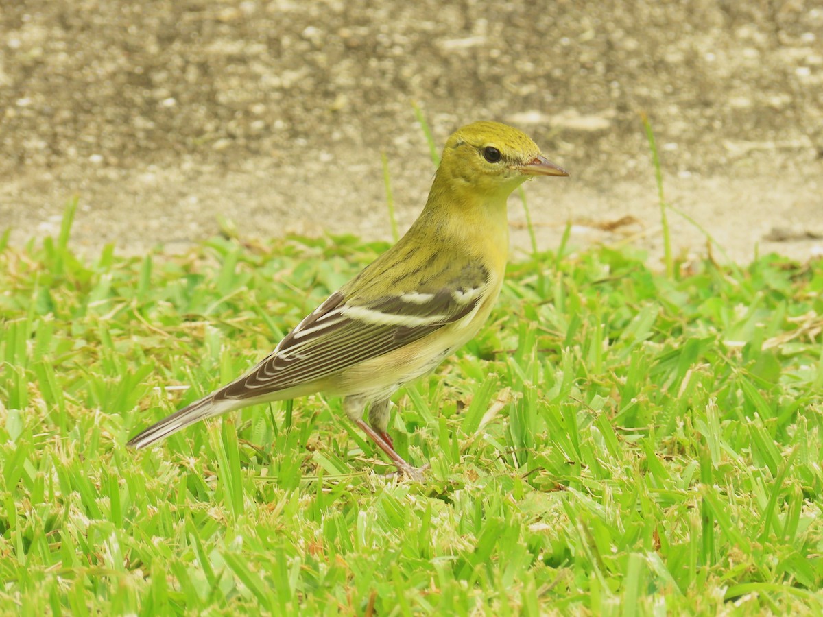 Bay-breasted Warbler - ML659085848