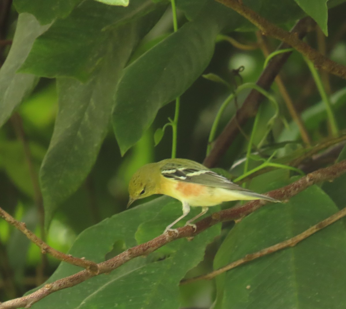 Bay-breasted Warbler - ML659085849