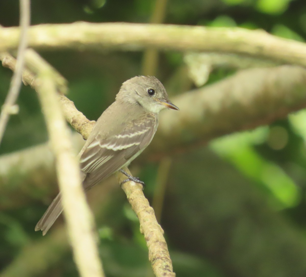 Northern Tropical Pewee - ML659085936