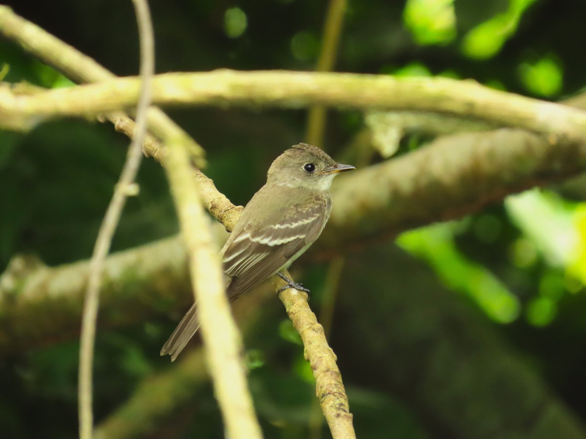 Northern Tropical Pewee - ML659085937