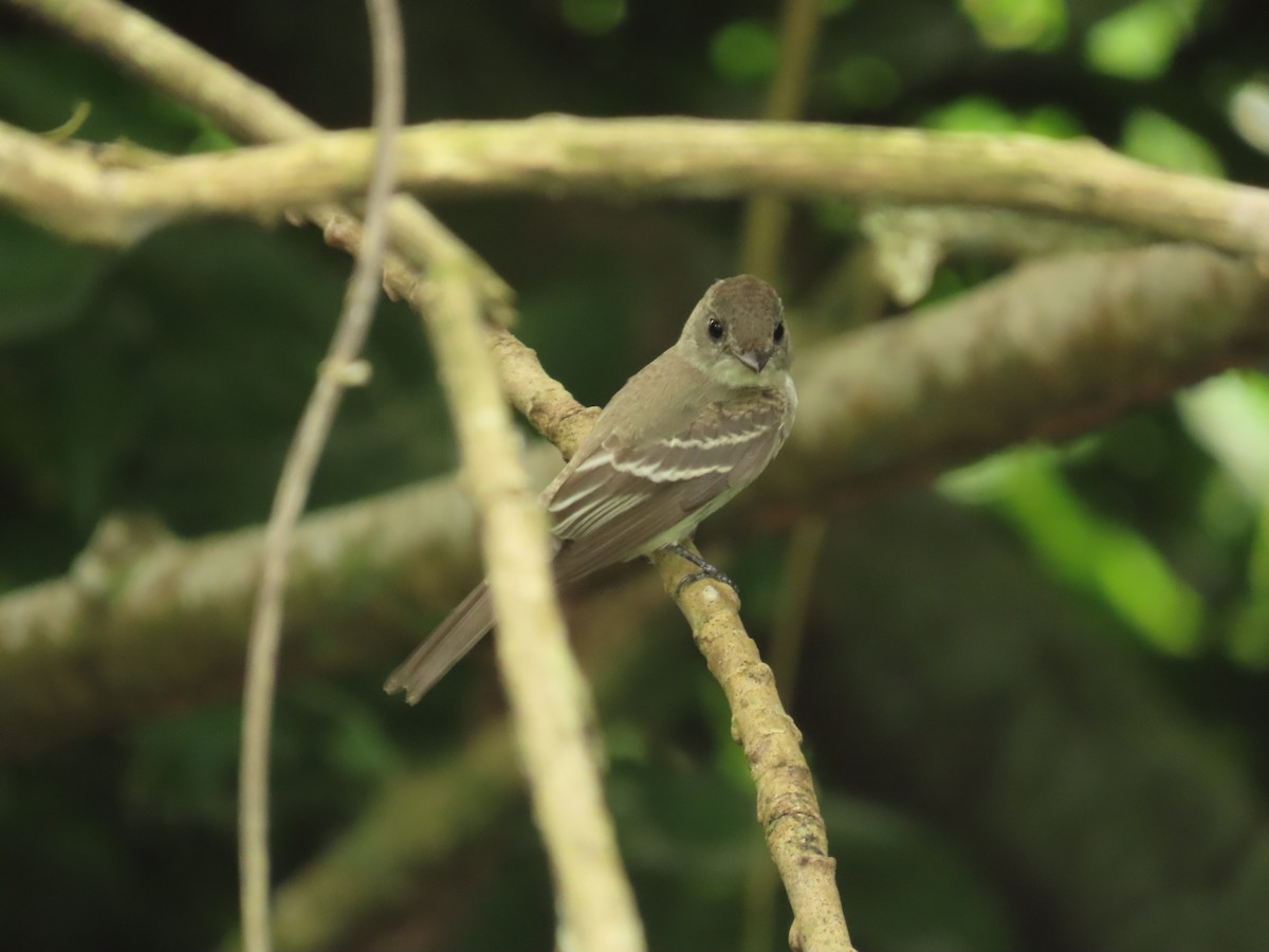 Northern Tropical Pewee - ML659085938