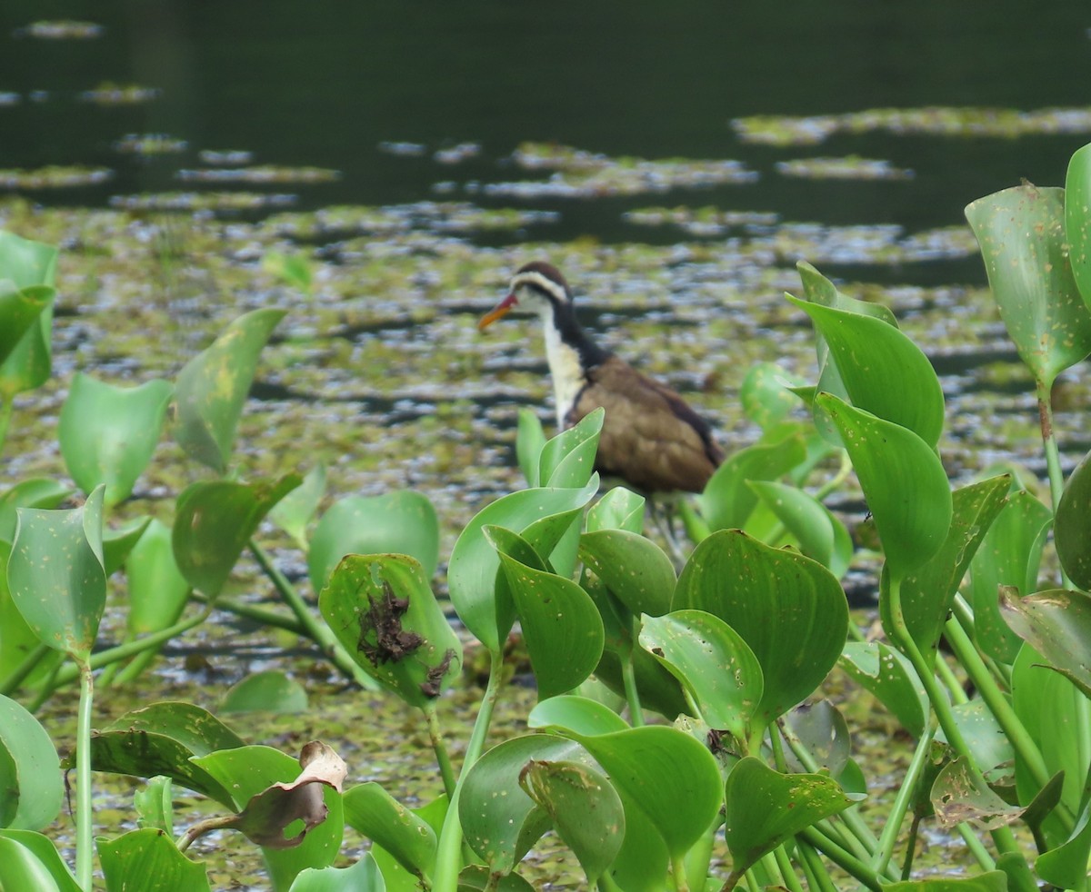 Wattled Jacana - ML659085955