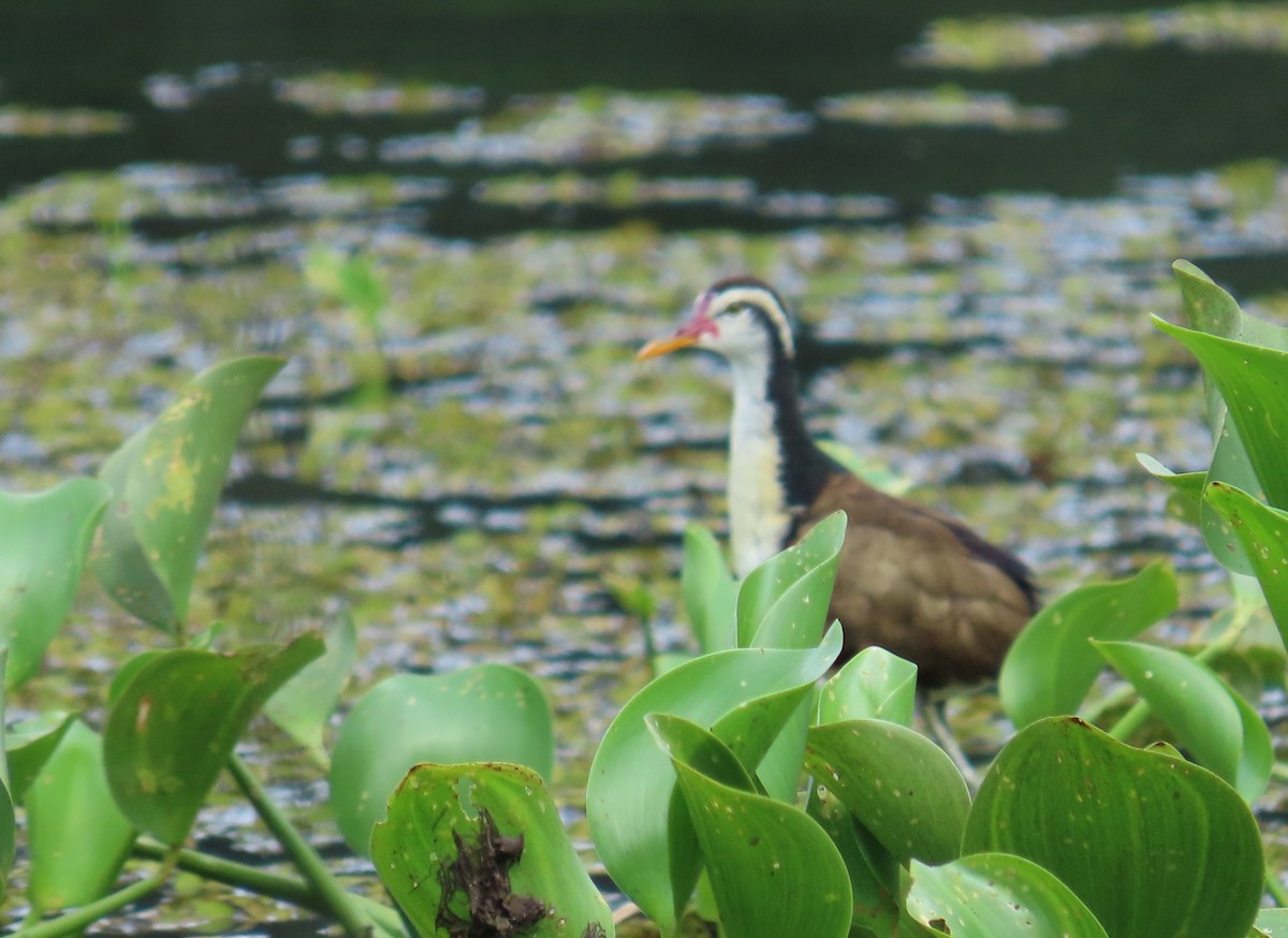 Wattled Jacana - ML659085956