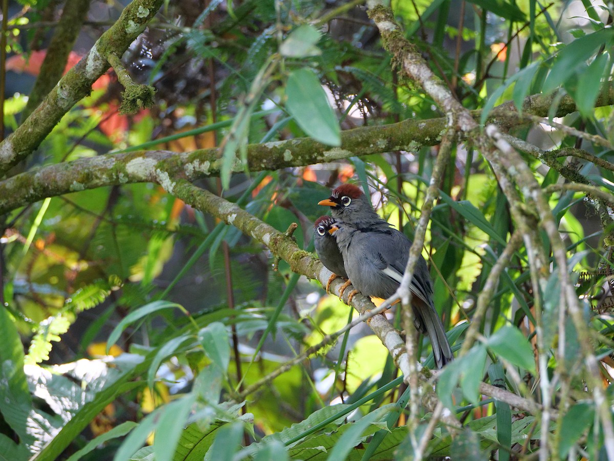 Chestnut-capped Laughingthrush - ML659085977