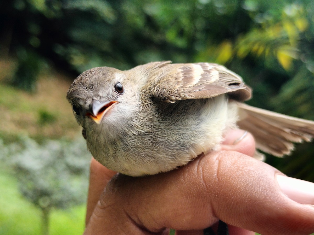Mouse-colored Tyrannulet - ML659086117