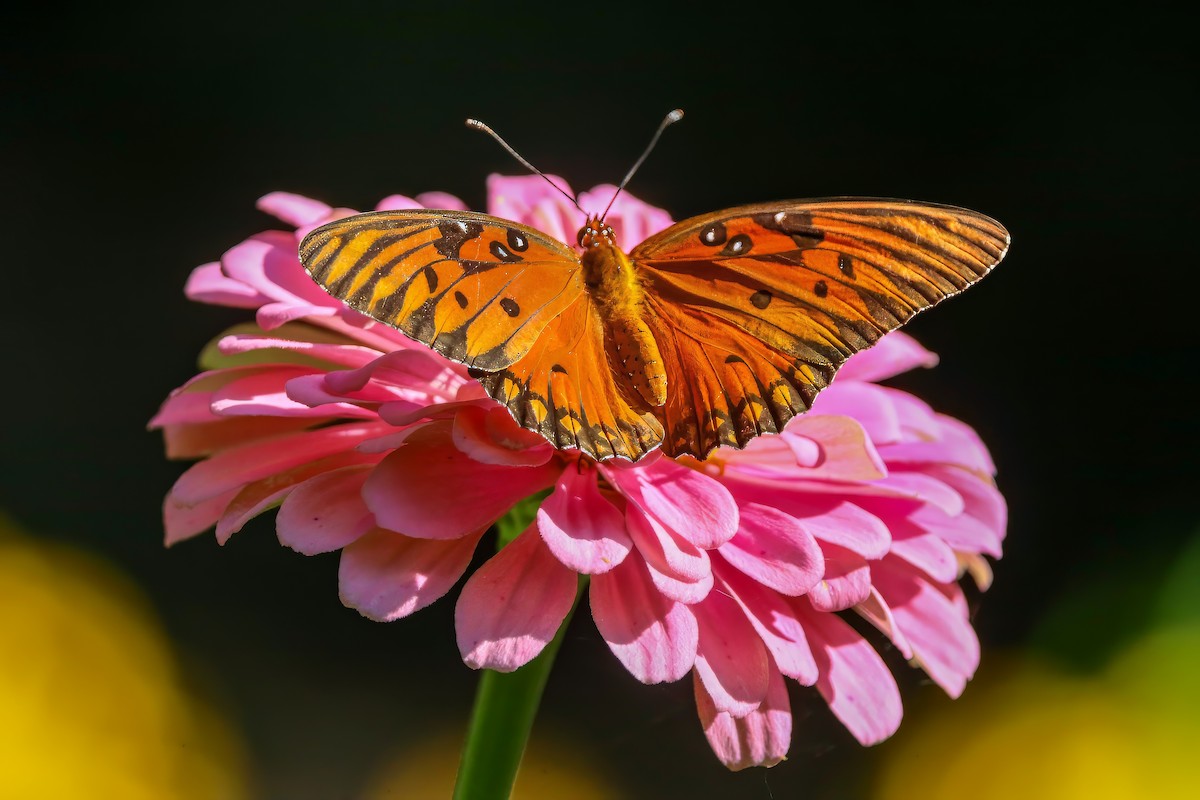 Gulf Fritillary - ML659086322