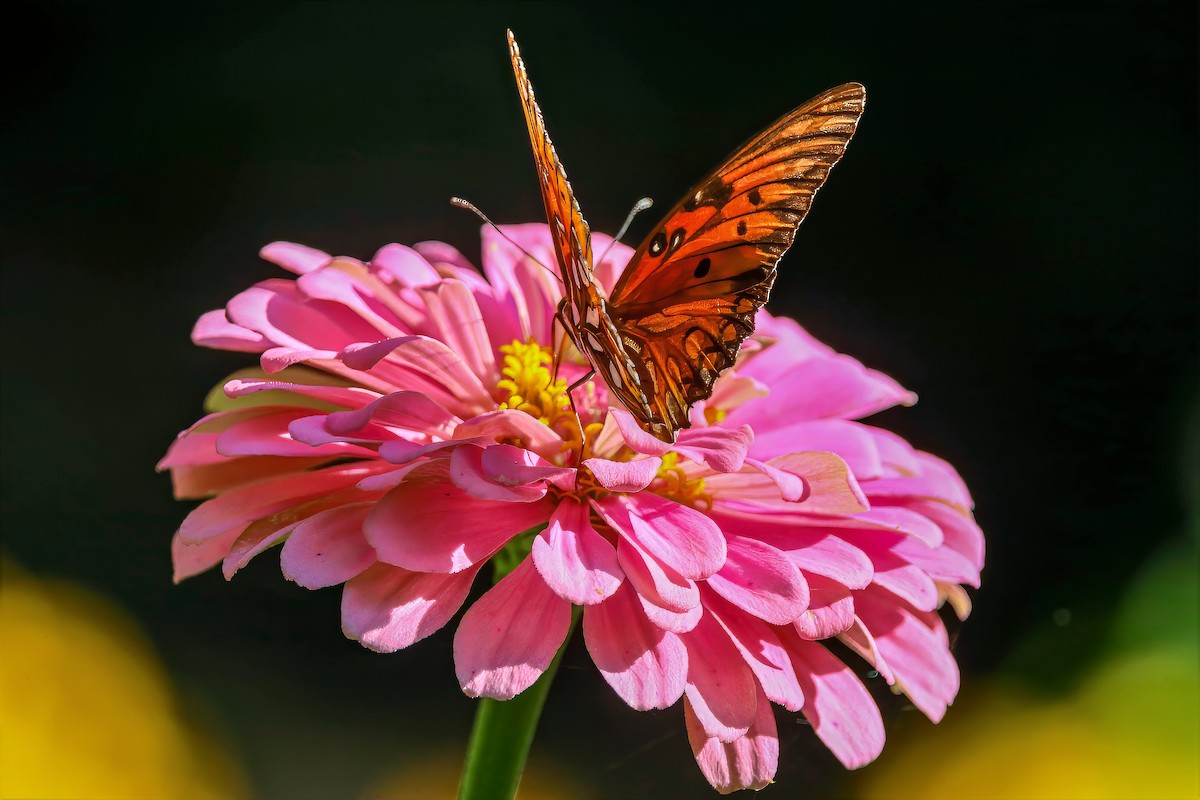 Gulf Fritillary - ML659086323