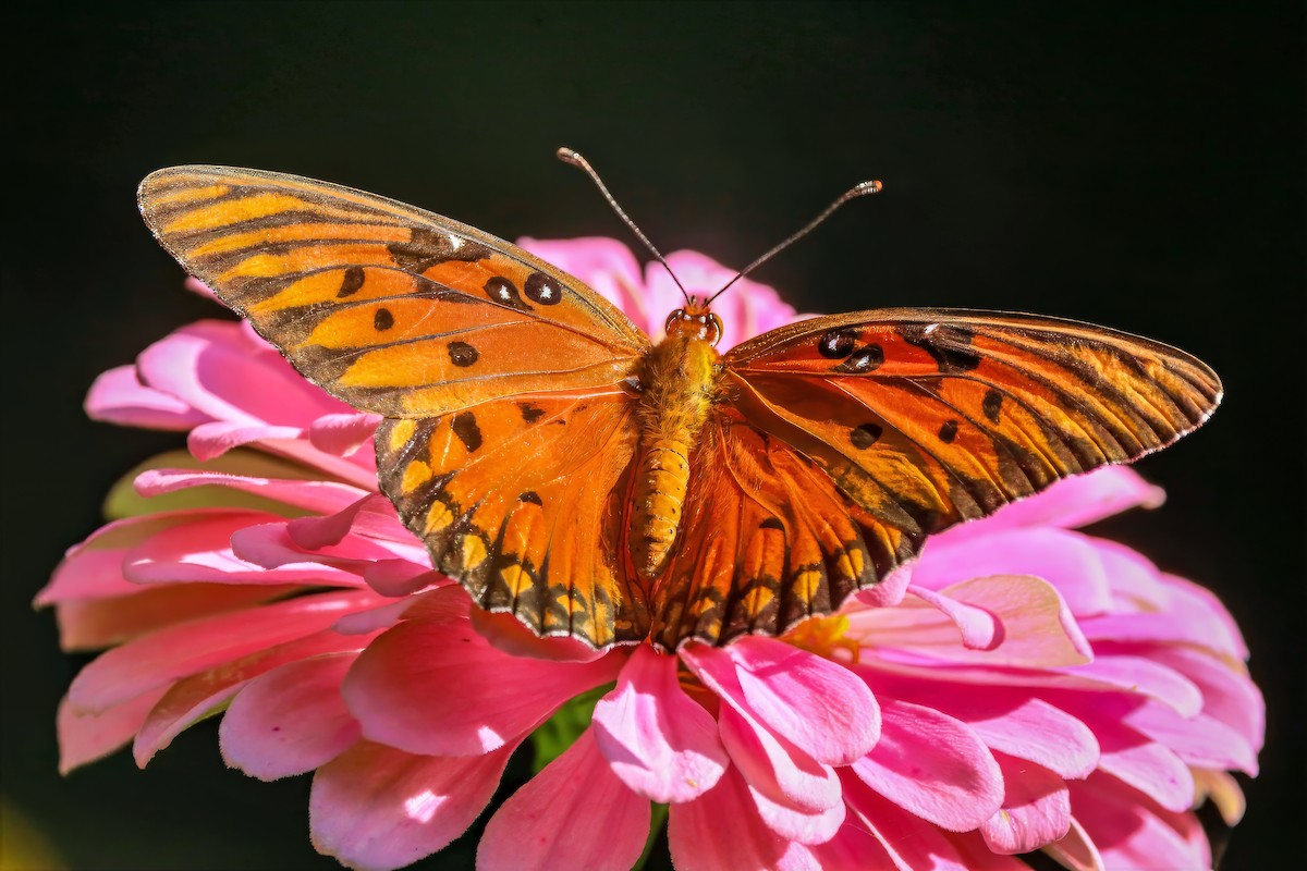 Gulf Fritillary - ML659086324