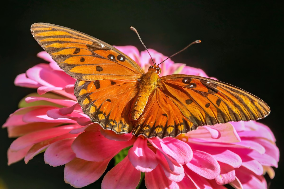 Gulf Fritillary - ML659086325
