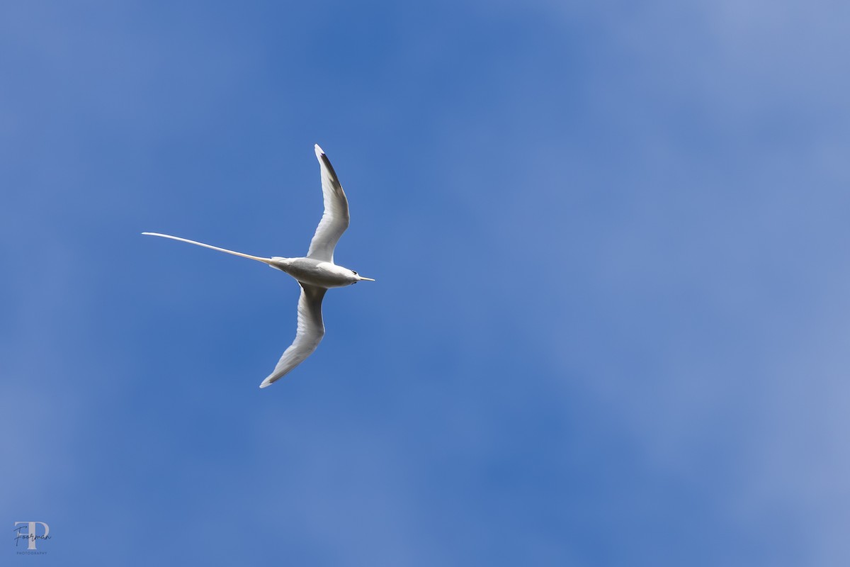 White-tailed Tropicbird - ML659086609
