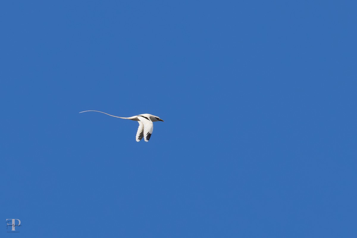 White-tailed Tropicbird - ML659086611