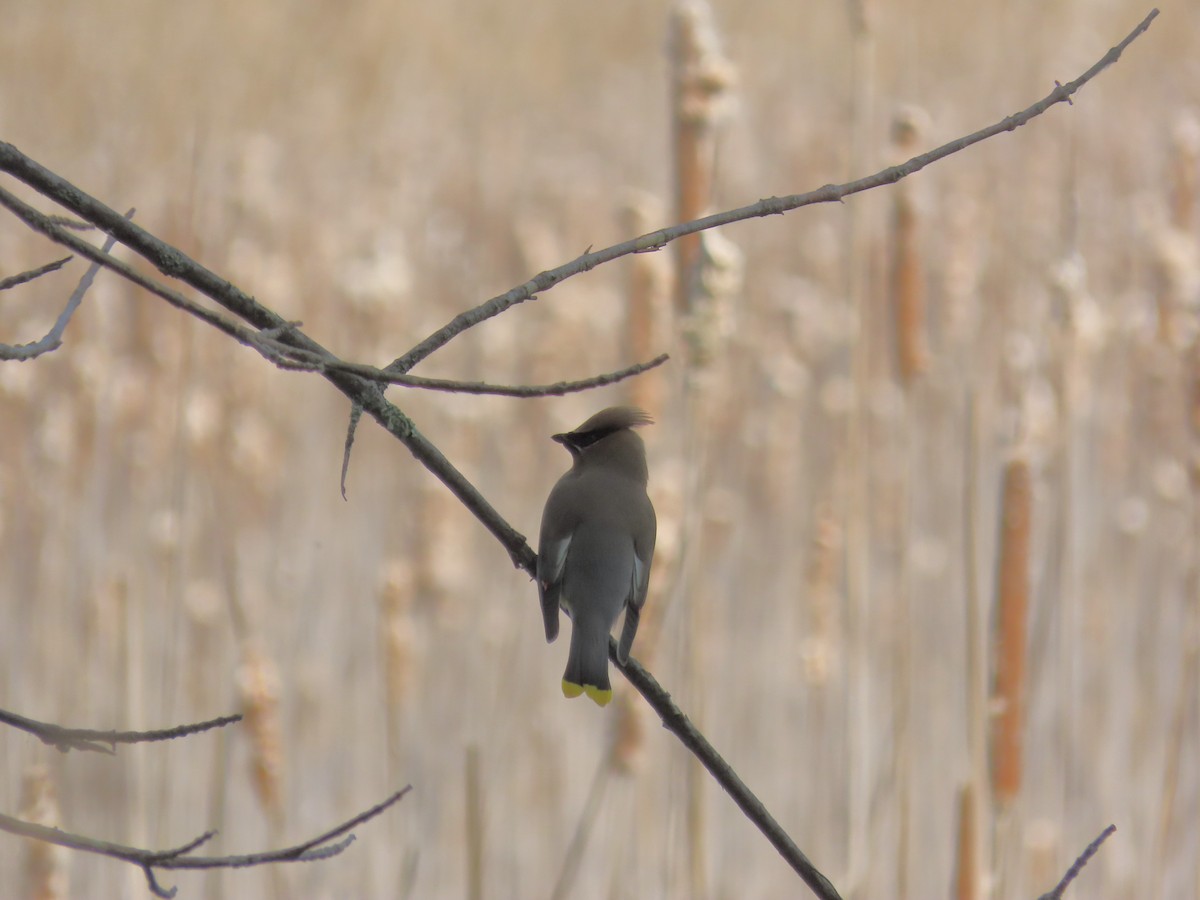 Cedar Waxwing - ML659087008