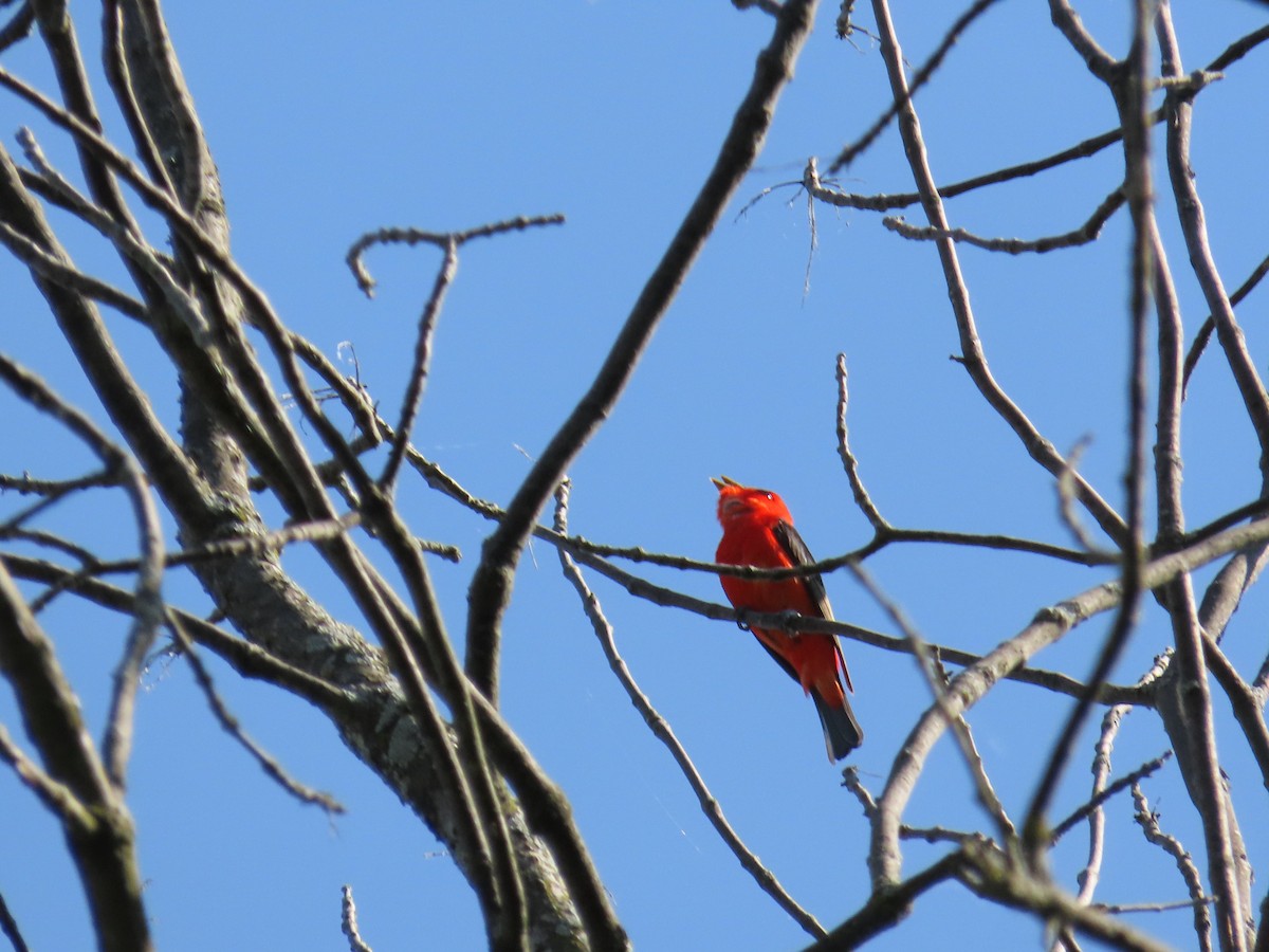 Scarlet Tanager - ML659087033