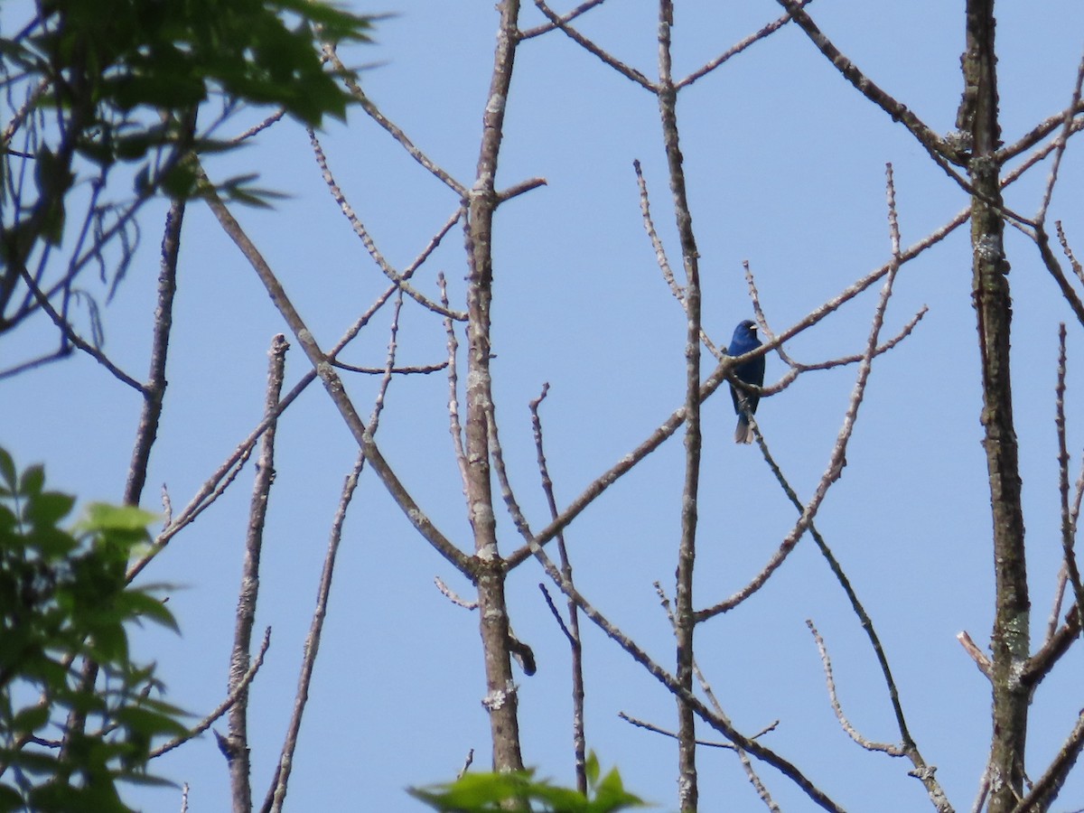 Indigo Bunting - ML659087059