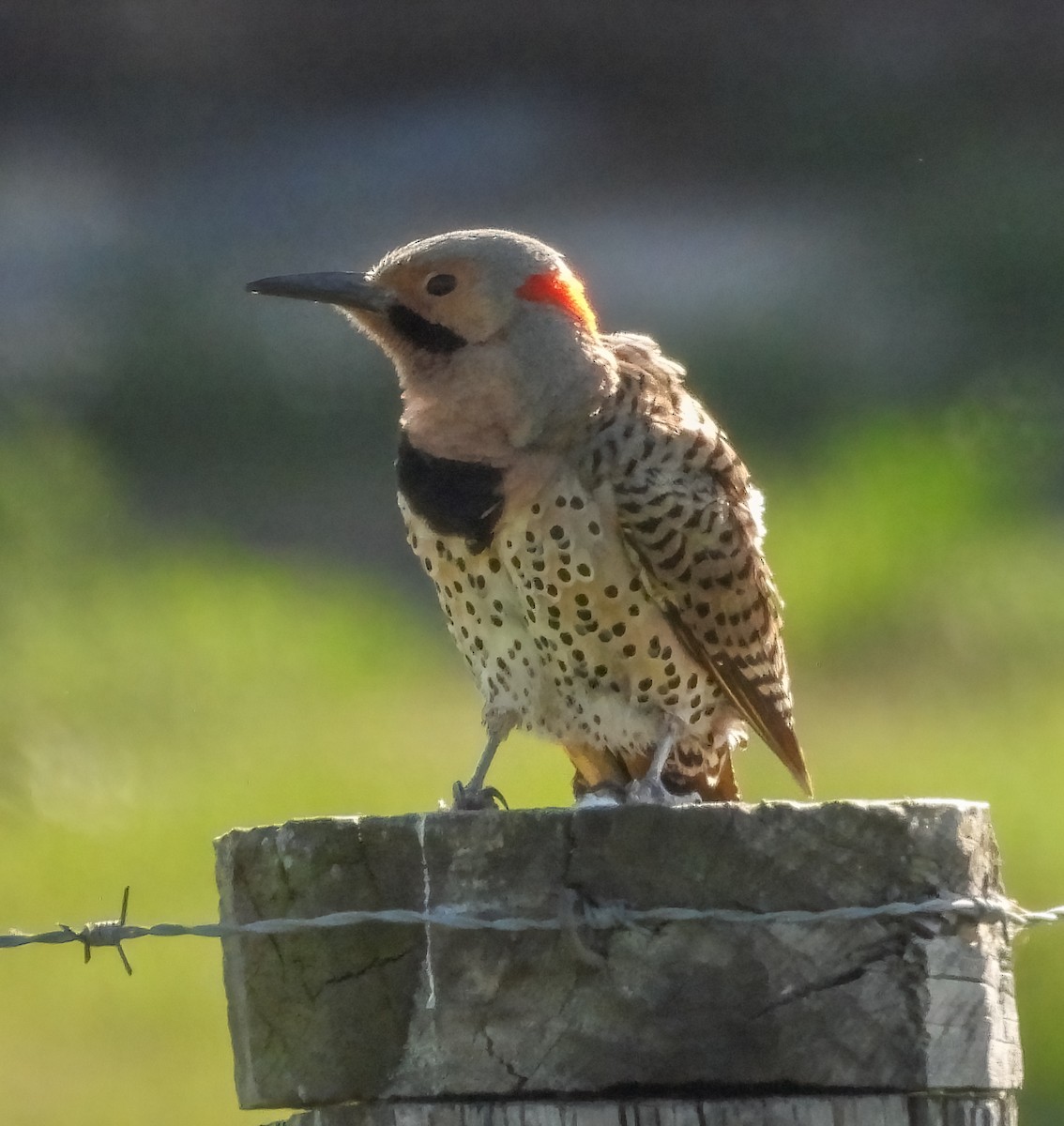 Northern Flicker - ML659087063