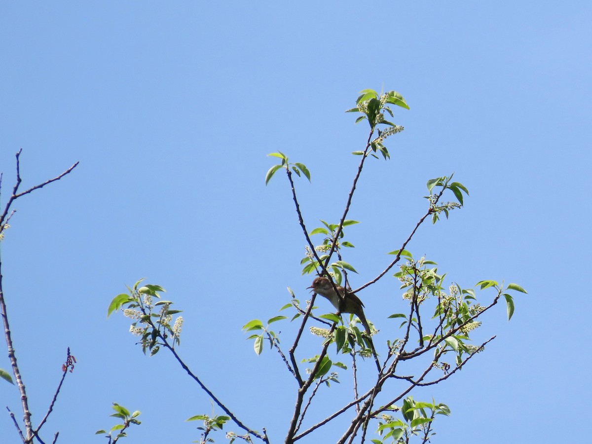 Northern House Wren - ML659087073