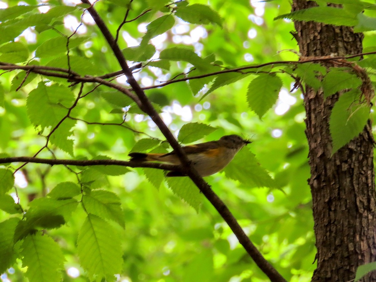 American Redstart - ML659087108