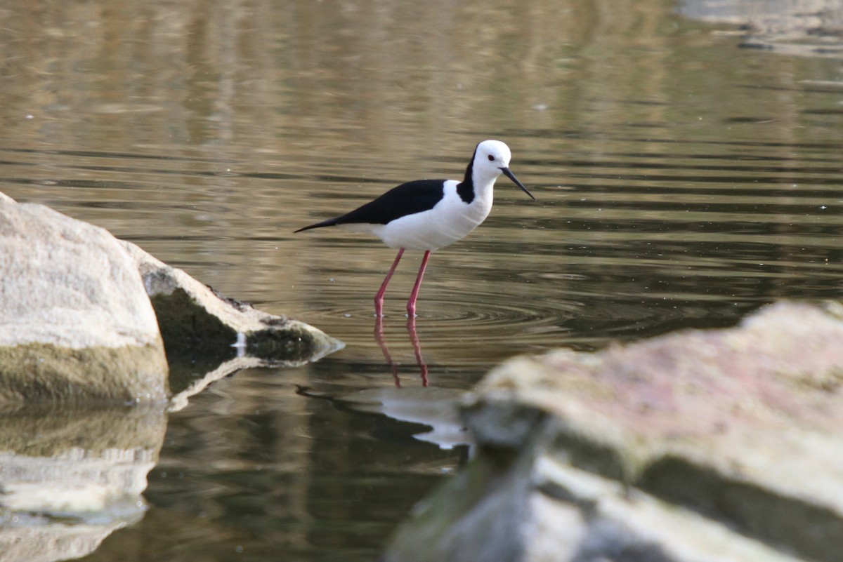 Pied Stilt - ML65908721