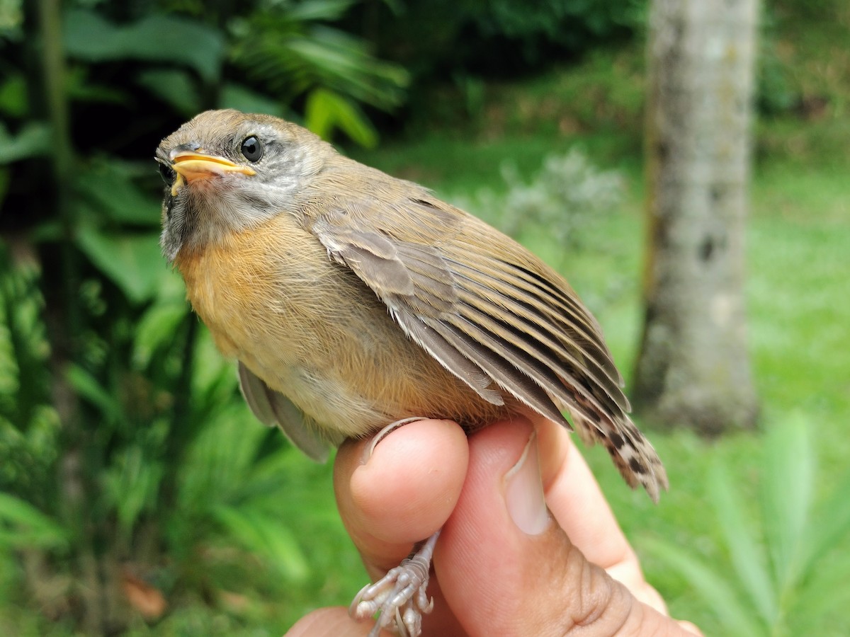 Rufous-breasted Wren - ML659087231