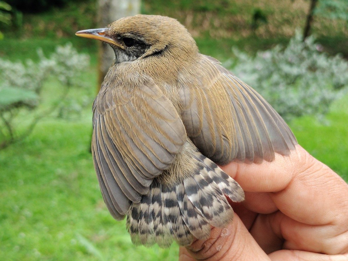 Rufous-breasted Wren - ML659087232