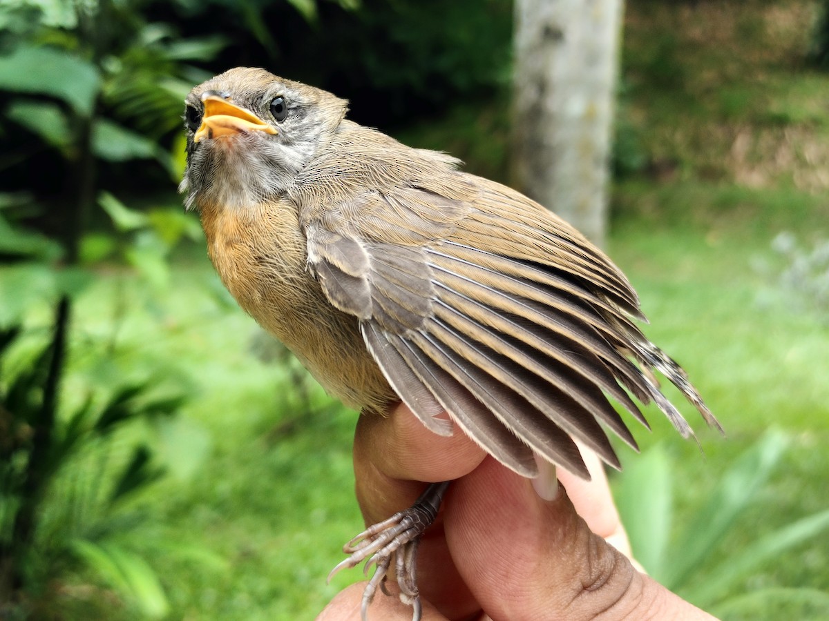 Rufous-breasted Wren - ML659087233