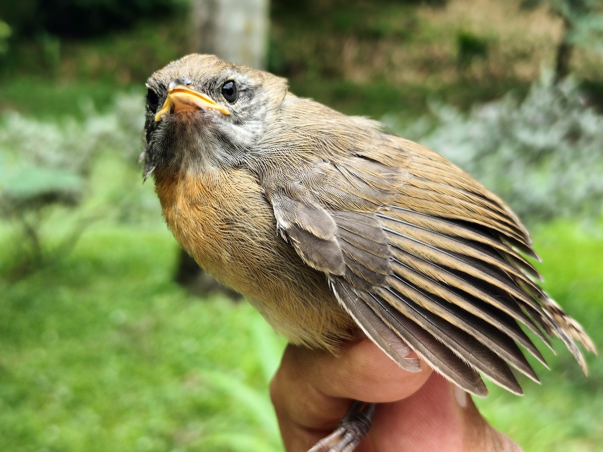 Rufous-breasted Wren - ML659087234