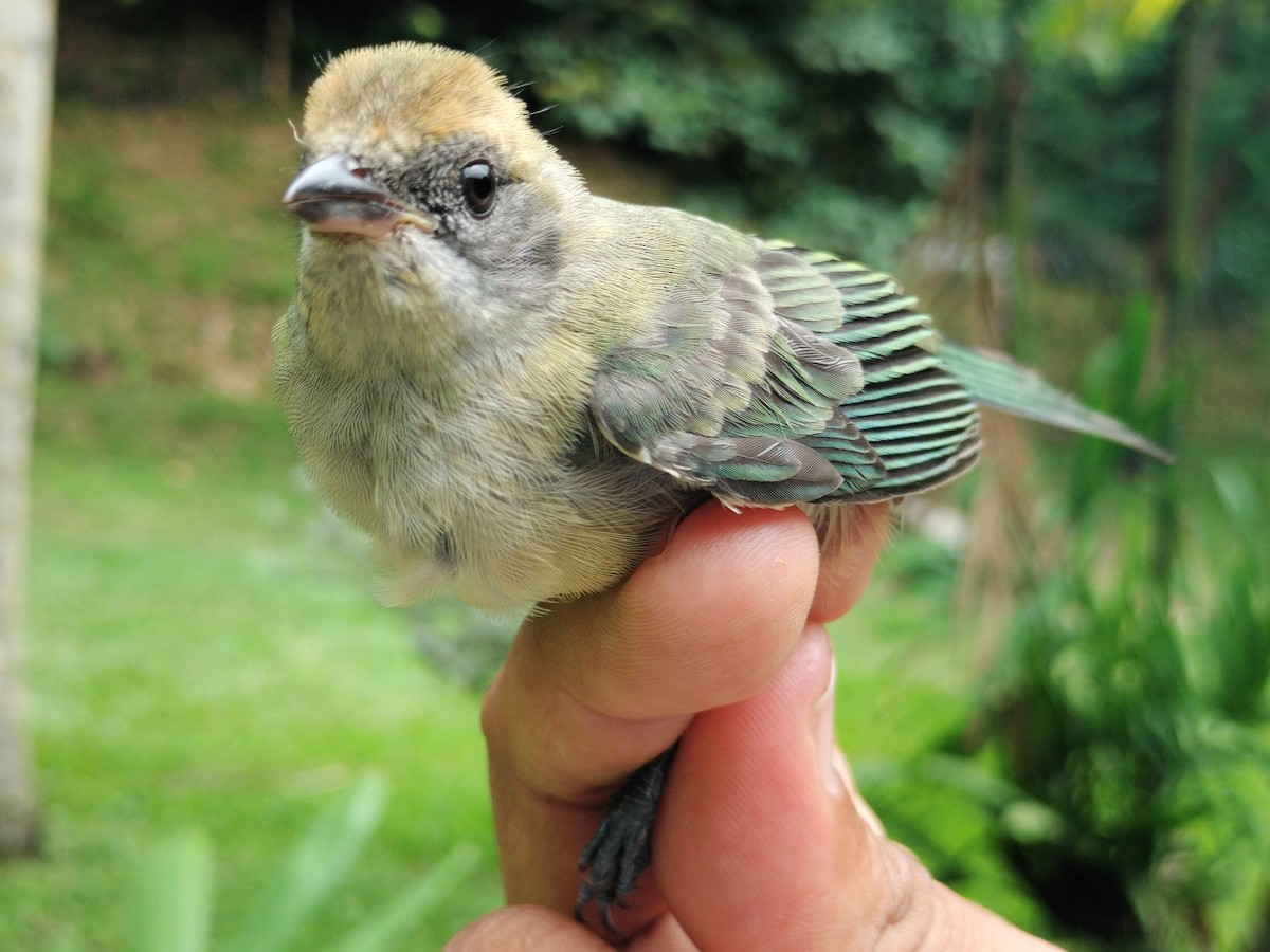 Burnished-buff Tanager - ML659087254