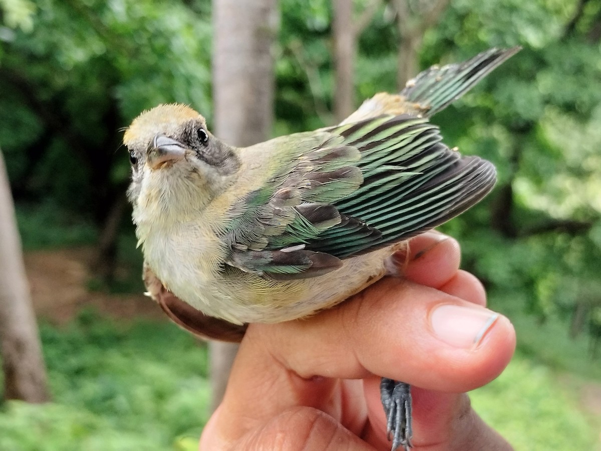 Burnished-buff Tanager - ML659087255