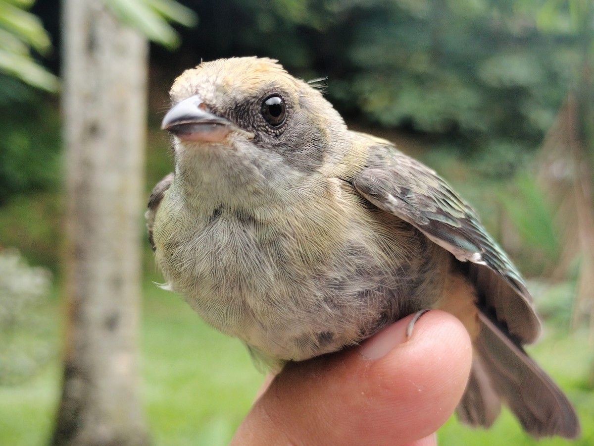 Burnished-buff Tanager - ML659087256