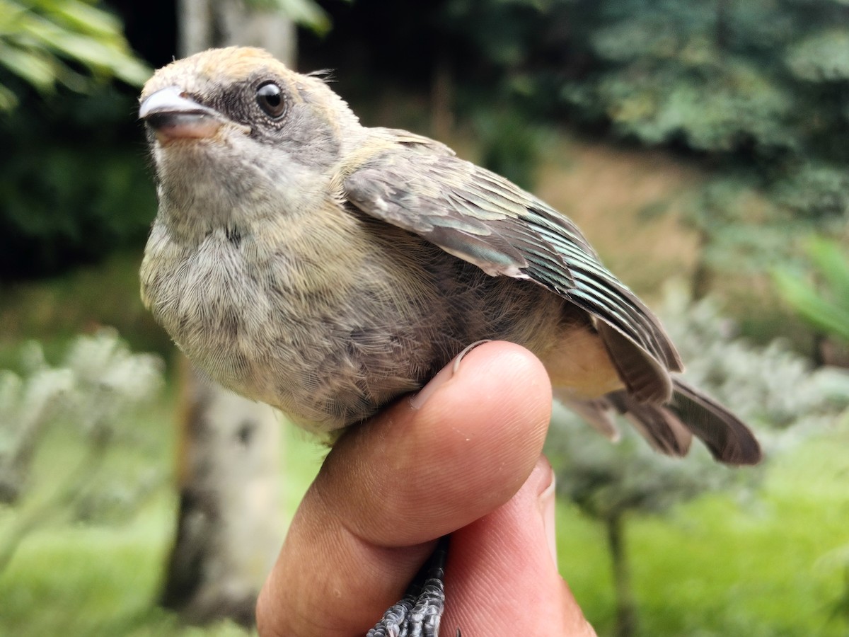 Burnished-buff Tanager - ML659087257